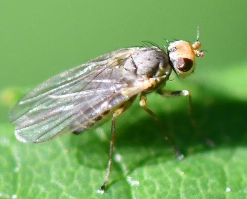 Phytomyza rufipes